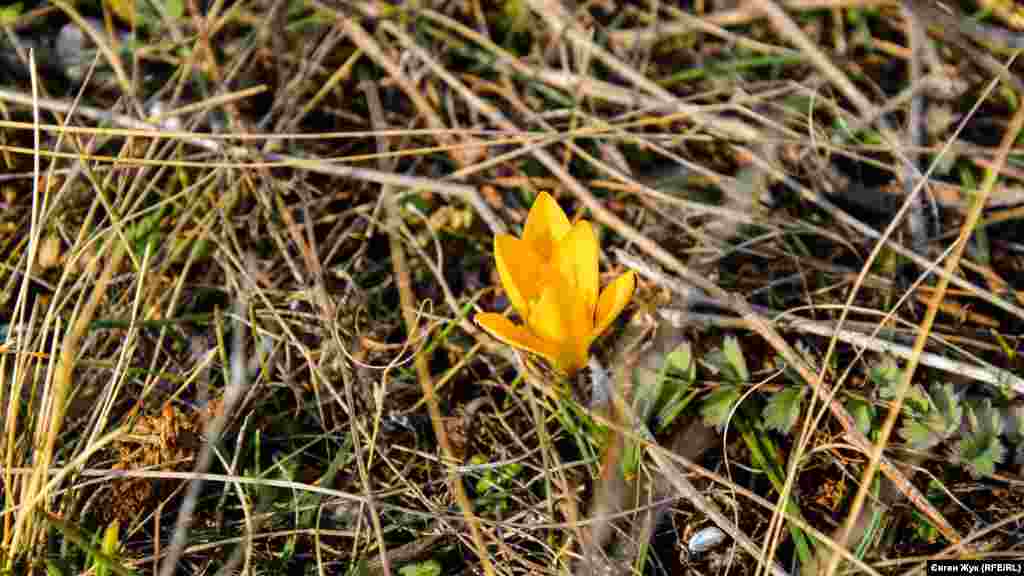 Уже расцвел крымский первоцвет – крокус узколистый 
