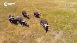 Вековая история: cпасти заповедник Аскания-Нова (видео) Вековая история: cпасти заповедник Аскания-Нова (видео)