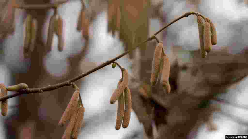 На орешниках, что на крутых речных берегах, преждевременно появились «сережки»