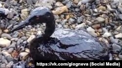 Птица, пострадавшая от загрязнения Черного моря мазутом из российских танкеров, потерпевших крушение в Керченском проливе