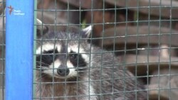 Тварин харківського зоопарку звільнять від ґрат (відео) Тварин харківського зоопарку звільнять від ґрат (відео)