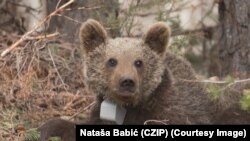 Medvjed sa satelitskom ogrlicom za praćenje