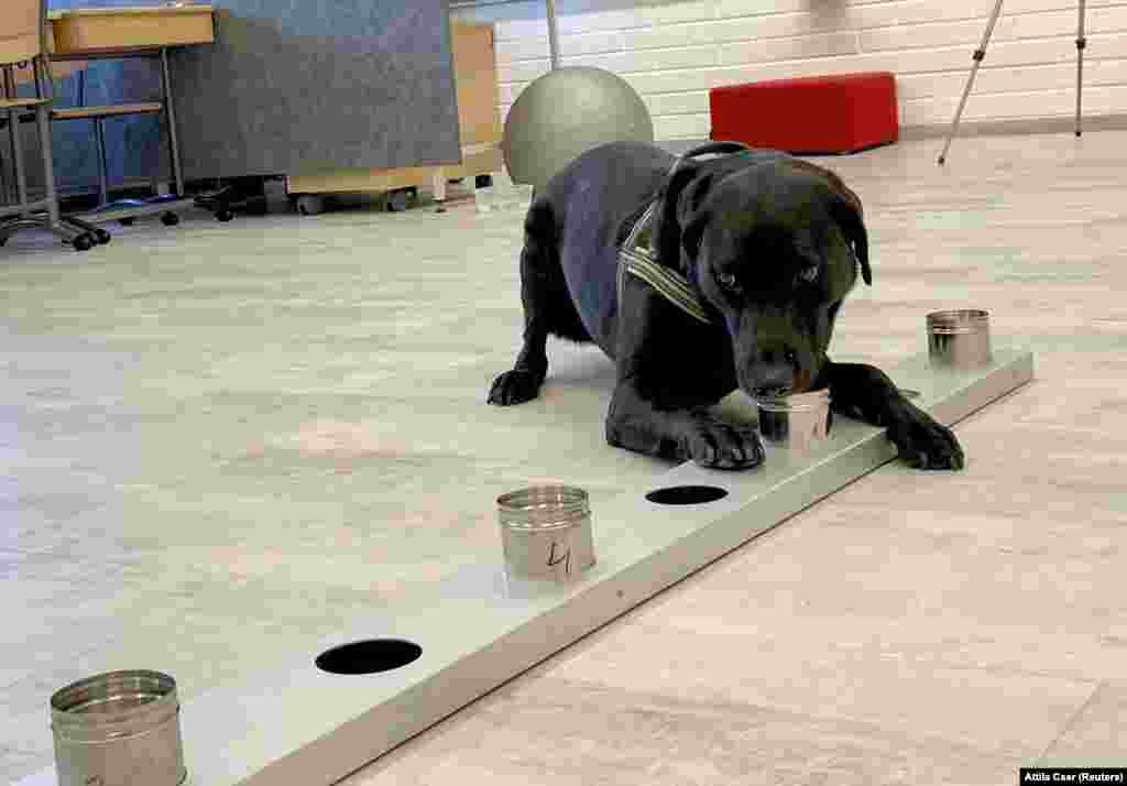 Цього пса звати Мійна (з фінської мови – «шахта»), і він уже тренується виявляти COVID-19 за запахом. Фото 15 вересня, аеропорт Гельсінкі, Фінляндія