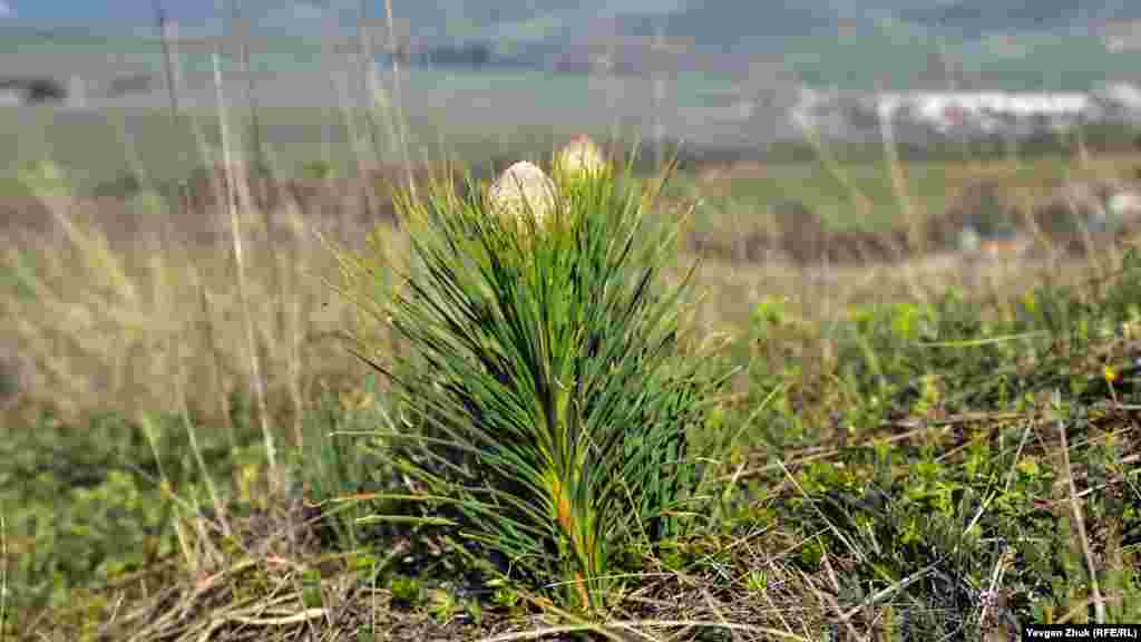 Только готовится расцвести асфоделина крымская. О ее целебных свойствах известно немногим – корни культуры обладают мочегонным и общеукрепляющим свойствами 