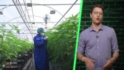 Легалізація медичного канабісу: що кажуть депутати Верховної Ради? (відео) Легалізація медичного канабісу: що кажуть депутати Верховної Ради? (відео)