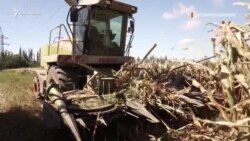 Без воды и дождя: кооператив в крымском селе Правда (видео) Без воды и дождя: кооператив в крымском селе Правда (видео)