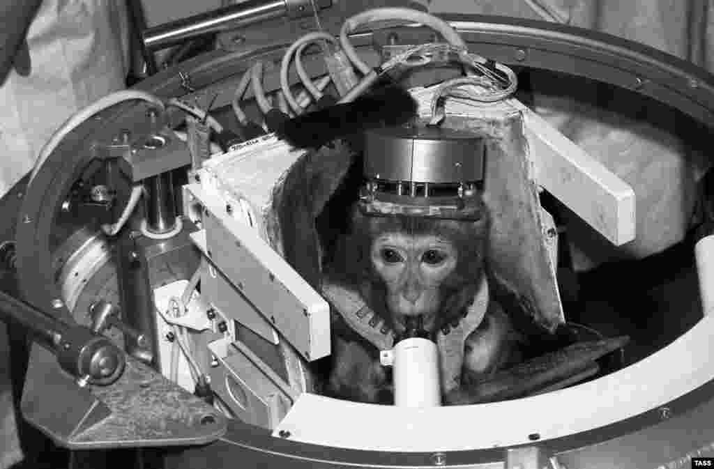 Soviet monkey Dryoma pictured in October 1989 during a pre-flight examination. After making it back safely to Earth, Dryoma was given to Cuban leader Fidel Castro.