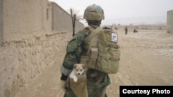 The Nowzad animal-welfare charity initially helped soldiers bring home dogs they had befriended in Afghanistan.