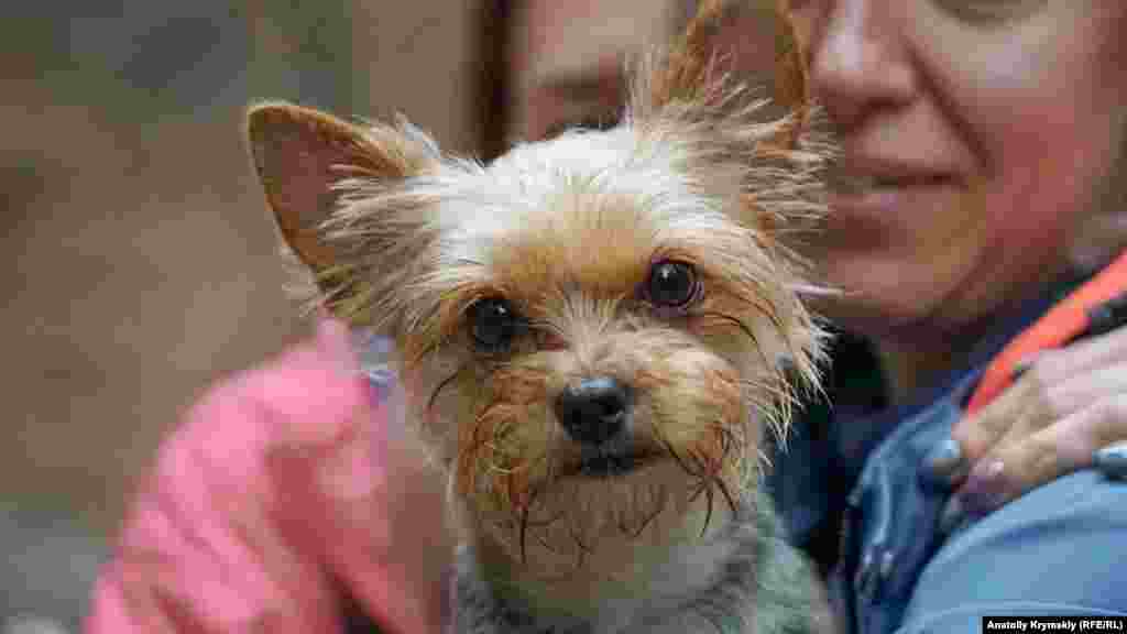 Четырехлапый «турист» устал и дрожит от холода