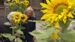 Живі соняшники – в пам'ять про загиблих у «Боїнгу» рейсу MH17 – репортаж із Нідерландів Живі соняшники – в пам'ять про загиблих у «Боїнгу» рейсу MH17 – репортаж із Нідерландів