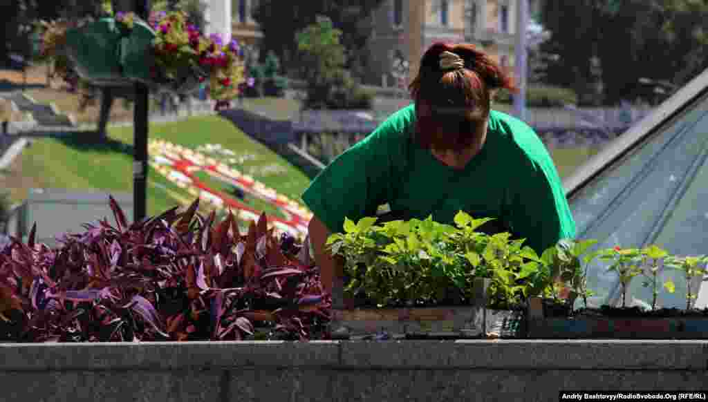 Працівники комунальних служб саджають квіти на майдані Незалежності.