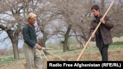 Farmers in Parwan Province prepare a field for crops. Farmers across Afghanistan are worried that an unfolding drought will ruin their livelihoods.