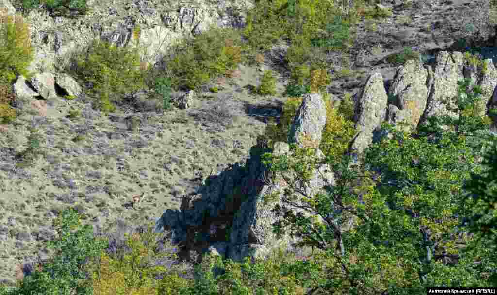 Внизу – пугливые косули (в центре фотографии)