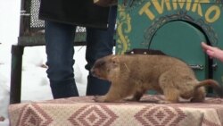 Життя на Марсі існує? Харківський бабак зробив черговий прогноз (відео) Життя на Марсі існує? Харківський бабак зробив черговий прогноз (відео)