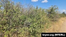 Кусты терновника без плодов в крымском предгорье в районе Белогорского района. Август 2025 года
