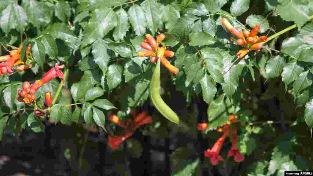 Красные цветы бегонии кампсис. В Крыму ее можно встретить едва ли не на каждом шагу, но как называется растение – знают далеко не все