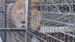 Конфликт с Поклонской: Зубков зовет на помощь льва (видео) Конфликт с Поклонской: Зубков зовет на помощь льва (видео)