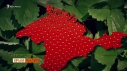 Крымская клубника только для Москвы? (видео) Крымская клубника только для Москвы? (видео)