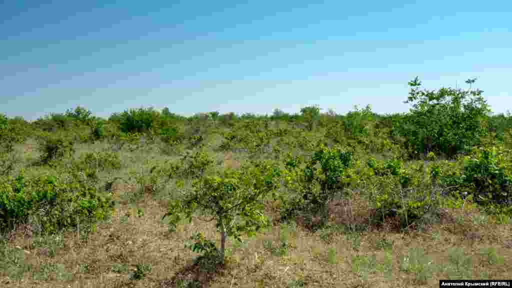 Село на десятки гектаров окружают заброшенные виноградники. Когда-то совхоз «Солнечный», центральная усадьба которого размещалась в Скворцово, специализировался на выращивании технических сортов винограда