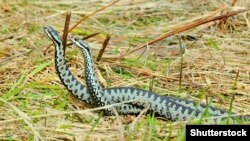 Серед 30 постраждалих десятеро – діти