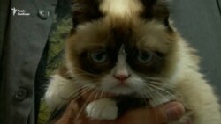 Найпохмуріша кішка, яка стала мемом, померла у віці семи років – відео