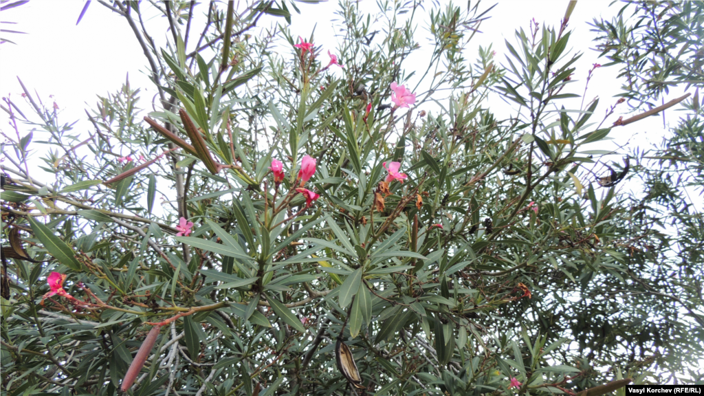 Цветущий олеандр на набережной – экзотическое зрелище для туристов и привычное для местных жителей 