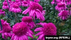 Иллюстративное фото: Крым, Никитский ботанический сад, экспозиция «Бал хризантем»