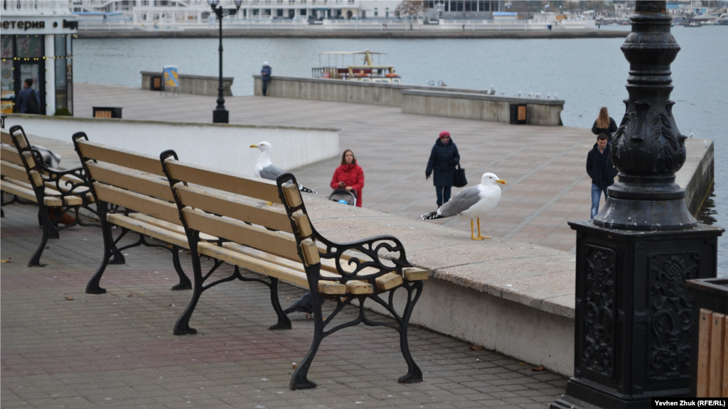 Чайки – серебристые мартыны – отдыхают на парапете