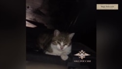 Котик и наркотики Котик и наркотики