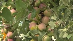 Марде, ки дунёро дигар кардан мехоҳад Марде, ки дунёро дигар кардан мехоҳад