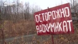 Камчатка: расследование отравления животных в Авачинском заливе (видео)