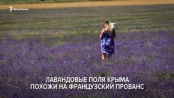 Бескрайние просторы: как в Крыму цветет лаванда (видео) Бескрайние просторы: как в Крыму цветет лаванда (видео)
