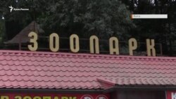 Леви, мавпи і товстий єнот. Хто живе в зоопарку «Казка» (відео) Леви, мавпи і товстий єнот. Хто живе в зоопарку «Казка» (відео)