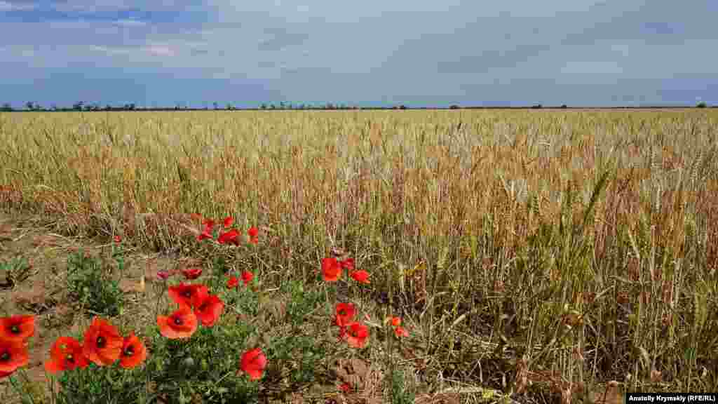 Одне з постраждалих від посухи пшеничних полів «Правди».  Вціліло 240 гектарів, повністю загинуло – 760