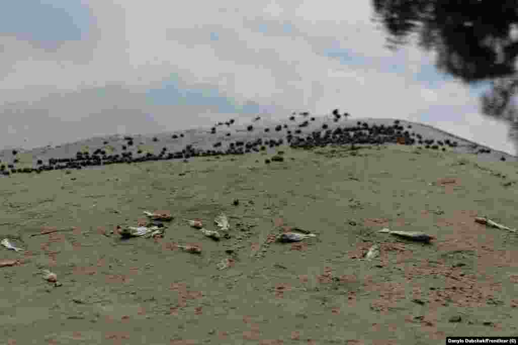 По всіх селах, розташованих на Десні, діє заборона ловити рибу та купатися. 12 вересня 2024 року