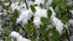 У Харкові випав сніг (відео) У Харкові випав сніг (відео)