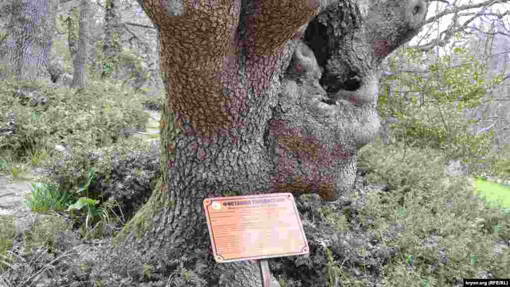 Атласские кедры привезены и высажены специально, а вот фисташка туполистная –  местный эндемик. Фисташки в парке очень много и немало деревьев помнят еще графа Воронцова 