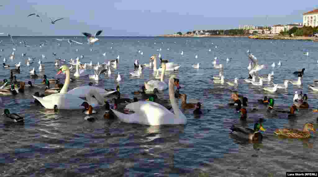 Кроме крякв и лысух у берега пляжа в море – грациозные лебеди и красноголовые нырки