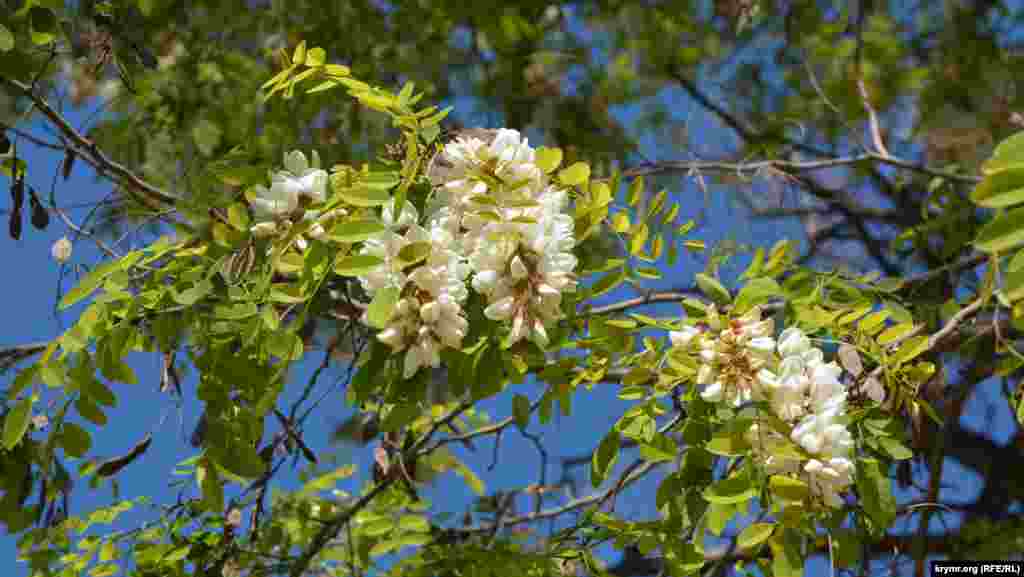 Некоторые акации цветут очень белым цветом, другие – слегка желтоватым