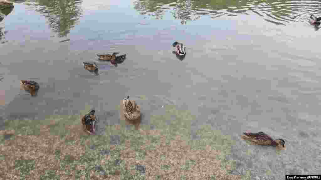 Некоторые утята, что вывелись раньше мая, уже догоняют своих родителей по росту, Гагаринский парк, Симферополь