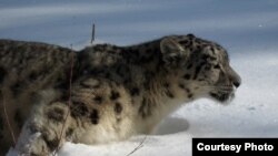 A snow leopards in the mountains of Central Asia