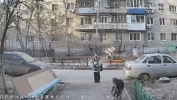 Собачья жизнь Собачья жизнь