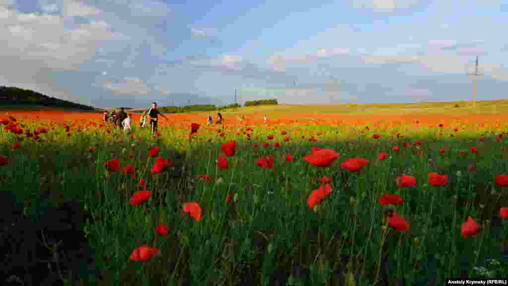 Дикий мак – сорняк, и отношение к нему – например, у фермеров – соответствующее. Но всем остальным его цветение только в радость