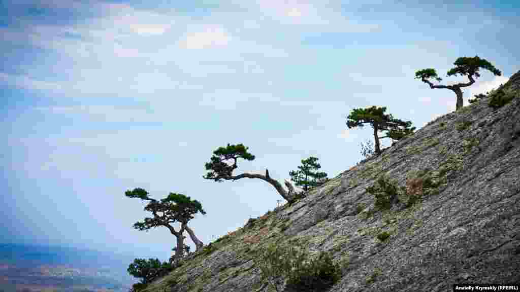 На крутых северо-восточных склонах «птичьей» горы