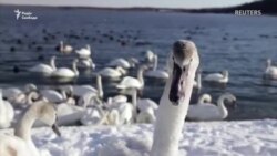 Лебеді рятуються від морозів у теплій воді при Хмельницькій АЕС Лебеді рятуються від морозів у теплій воді при Хмельницькій АЕС