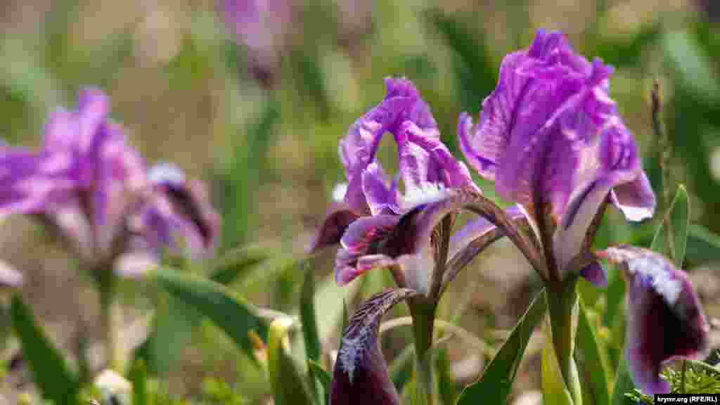 Самая «цветочная» из вершин – Лялель-Оба. На ее склонах в конце апреля – начале мая распускаются дикие ирисы