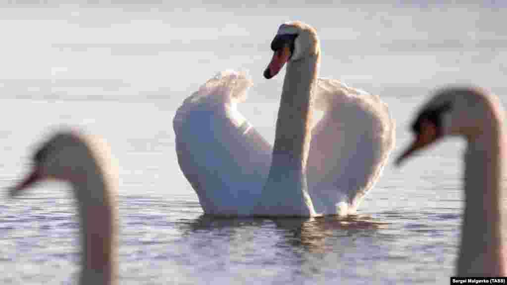 По словам Литвиненко, водоплавающие птицы – одни из наиболее паразитарно опасных, то есть часто заражены гельминтами и могут заражать детей и взрослых