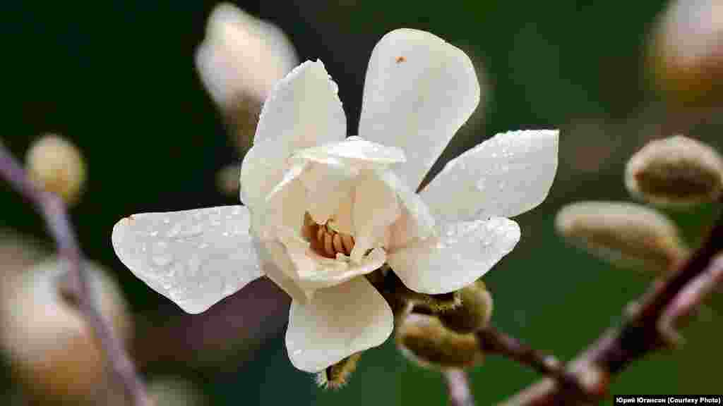 Магнолия «лебнера» в Никитском ботаническом саду