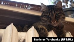 Постачання газу здійснюється на всі об'єкти АТ «Криворізька теплоцентраль», повідомляють на підприємстві