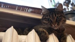 Ваша Свобода | Проблеми з опаленням: чому міста не готові до зими Ваша Свобода | Проблеми з опаленням: чому міста не готові до зими